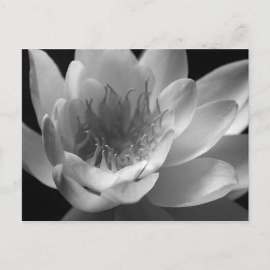 オレゴン州ケイザーのWater Lily in Black & White ポストカード (正面)