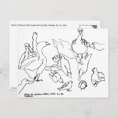 オレゴン州コス湾ミンガス公園の鳥 ポストカード (正面/裏面)