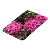 オレゴン州シントシア・ロードンドロン マグネット (左側)