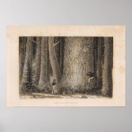 オレゴン州パインフォレスト ポスター (正面)