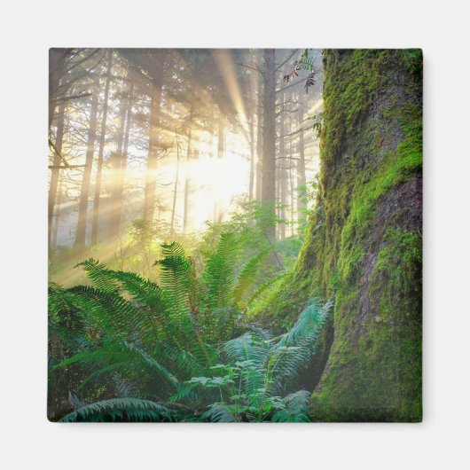 オレゴン州パシフィック・コースト・フォレスト マグネット (正面)