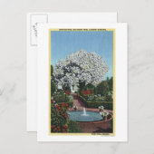 オレゴン州ポートランドスペインの – プールと幽霊ツリー ポストカード (正面/裏面)