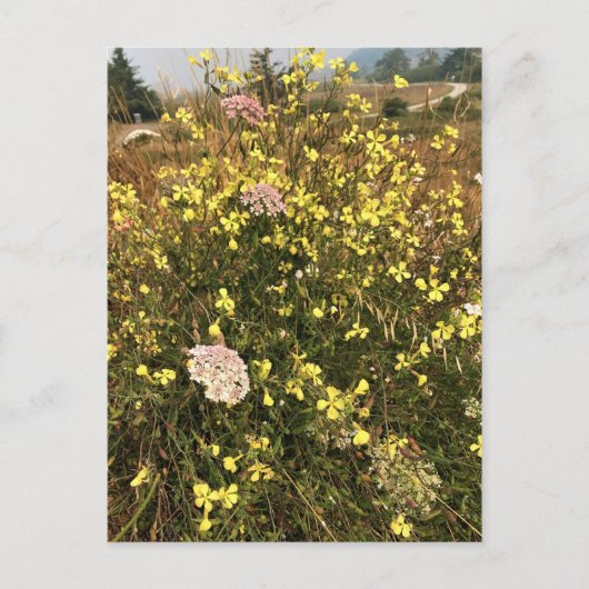 オレゴン州沿岸のケープ・ブランコでワイルドフラワー ポストカード (正面)