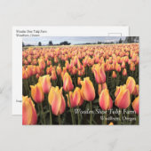 オレゴン州黄&ピンクチューリップ ポストカード (正面/裏面)