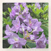 オレゴン州,カタウビエンスブルザルトロドンドロン ガラスコースター (正面)