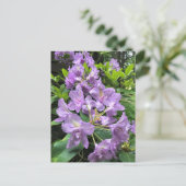 オレゴン州,カタウビエンスブルザルトロドンドロン ポストカード (スタンド正面)