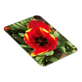 オレゴン州Banja Luka Tulipの内側 マグネット (右側)
