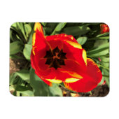 オレゴン州Banja Luka Tulipの内側 マグネット (横)