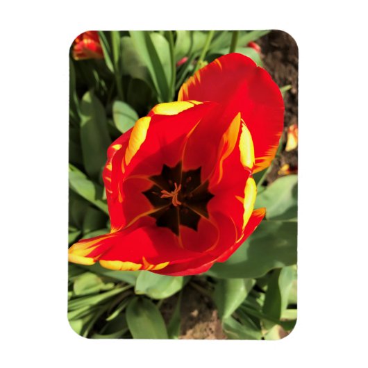 オレゴン州Banja Luka Tulipの内側 マグネット (縦)