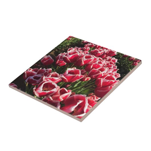 オレゴン州Leen Van Der Mark Tullips タイル (側面)