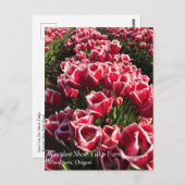 オレゴン州Leen Van Der Mark Tullips ポストカード (正面/裏面)