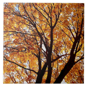 オレゴン紅葉 タイル