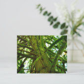 オレゴン緑 ポストカード (スタンド正面)