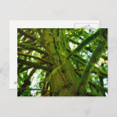 オレゴン緑 ポストカード (正面/裏面)