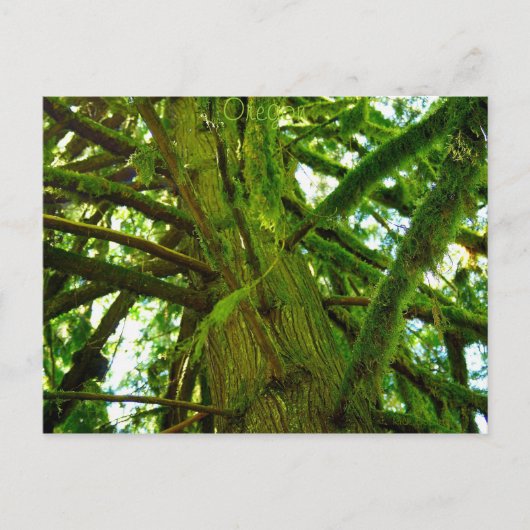 オレゴン緑 ポストカード (正面)
