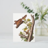 オレゴン飛んでいるリス(Pteromys Origonensis) ポストカード (スタンド正面)