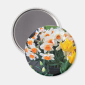 オレゴン，ダフォジルとチューリップ マグネット (正面/裏面)