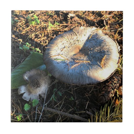 オレゴン，マッシュルーム タイル (正面)