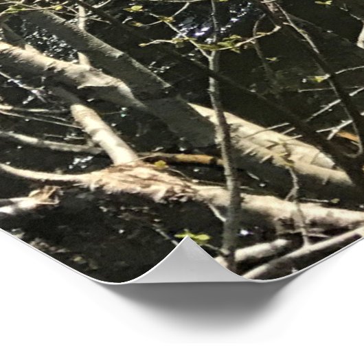 オレゴン，ミュアクリーク ポスター (角)