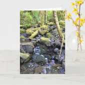 オレゴン・モララ・ハーディ・クリーク カード (黄色い花)