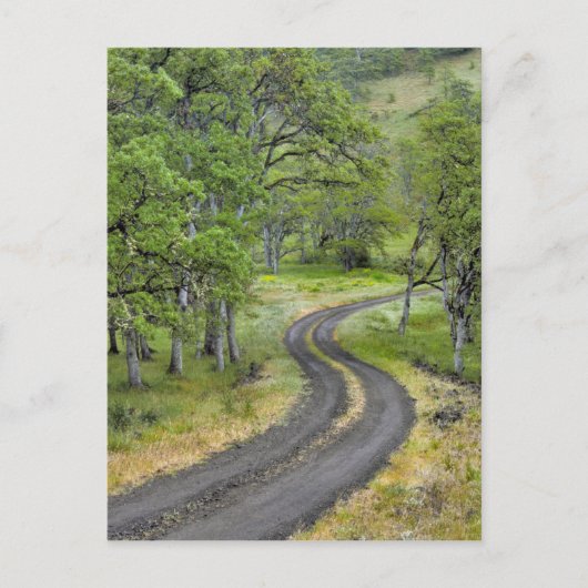 オレゴン，木々を通る田舎道 ポストカード (正面)