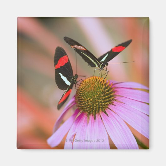 オレゴン、米国3 マグネット (正面)