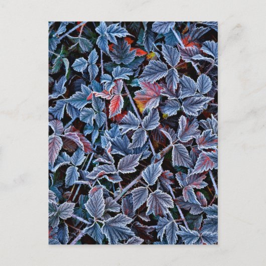 オレゴン·紅葉の霜 ポストカード (正面)