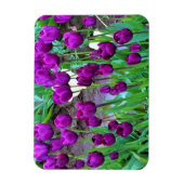 オレゴン，紫のチューリップ マグネット (縦)