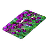 オレゴン，紫のチューリップ マグネット (左側)