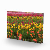 オレゴン,美しいチューリップフィールド フォトブロック (右)