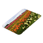 オレゴン，美しいチューリップフィールド マグネット (左側)