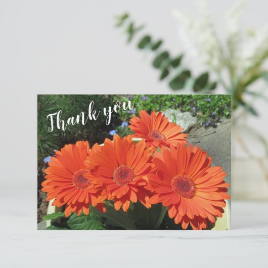 オレンかわいらしジゲルベラデイジー写真手書きタ サンキューカード (スタンド正面)