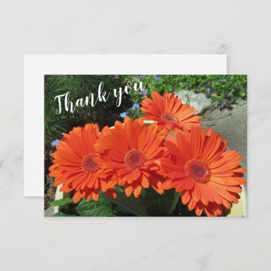オレンかわいらしジゲルベラデイジー写真手書きタ サンキューカード (正面/裏面)