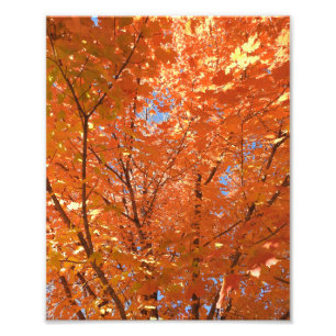 オレンかわいらしジ紅葉 フォトプリント