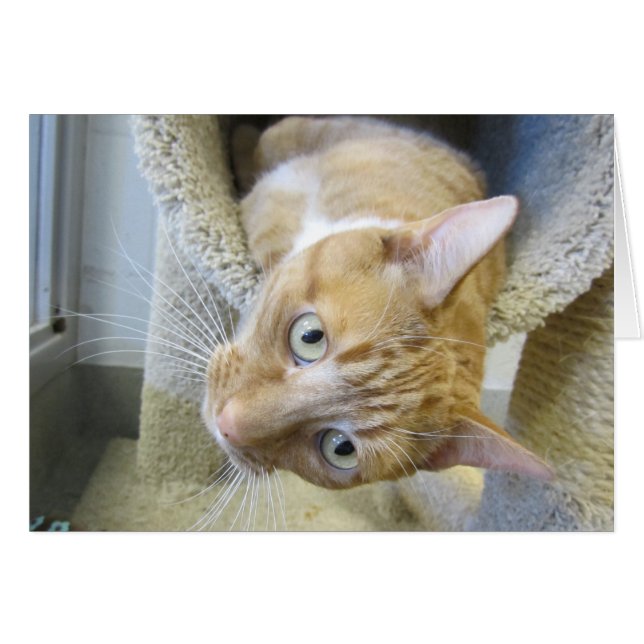 オレンジおよび白い虎猫猫 (正面横)