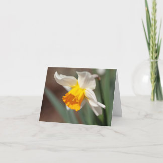 オレンジとクリーム色のチューリップ サンキューカード