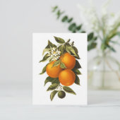 オレンジとケシ ポストカード (スタンド正面)