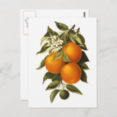 オレンジとケシ ポストカード (正面/裏面)
