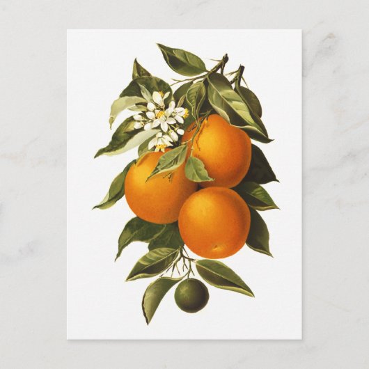 オレンジとケシ ポストカード (正面)