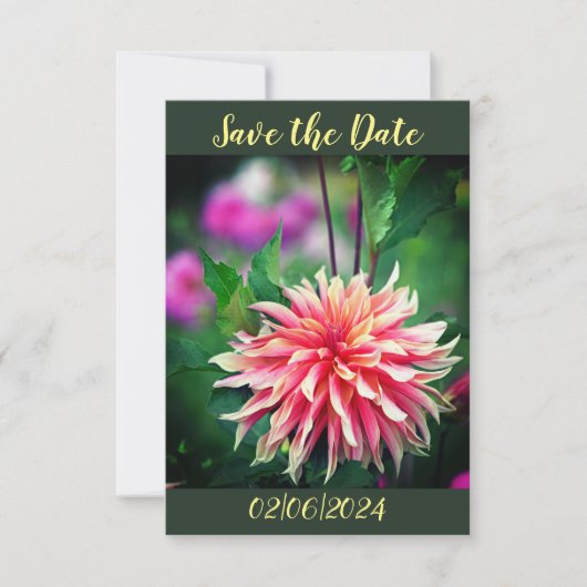 オレンジとピンクのダリアの花 Save the Date セーブザデート (正面)