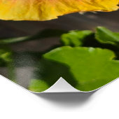 オレンジとピンクのハイビスカス ポスター (コーナー)