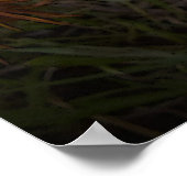 オレンジとブラックのガザニアのポスター ポスター (角)