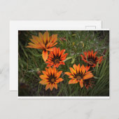 オレンジとブラックのガザニア葉書 ポストカード (正面/裏面)