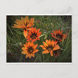 オレンジとブラックのガザニア葉書 ポストカード