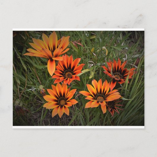 オレンジとブラックのガザニア葉書 ポストカード (正面)