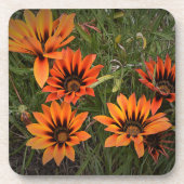 オレンジとブラックガザニアスコースター コースター (正面)