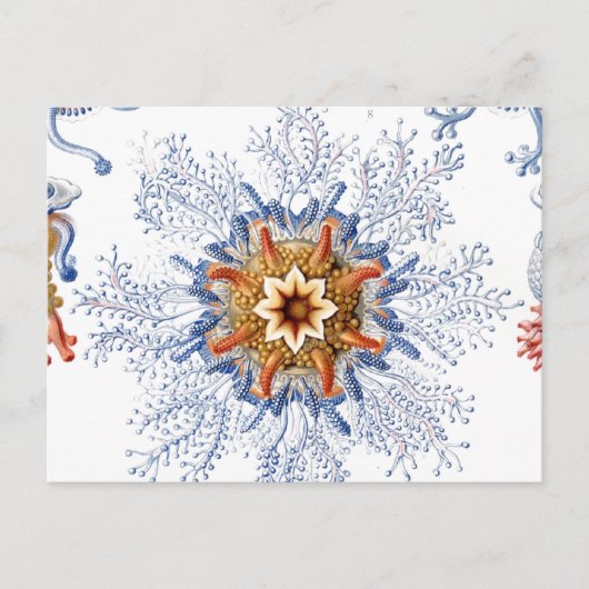 オレンジとブルーのクラゲ ポストカード (正面)