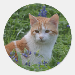 オレンジとホワイトの虎猫 ラウンドシール