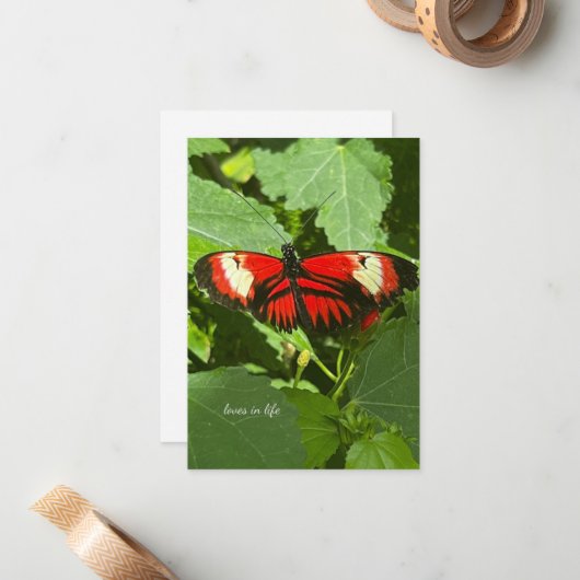 オレンジとホワイトバタフライ ノートカード (正面/裏面インサイチュ)