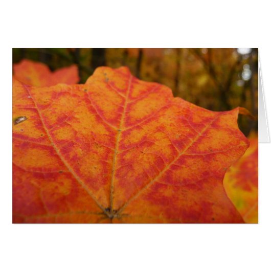 オレンジとレッドメープルリーフ抽象芸術秋自然 (正面横)